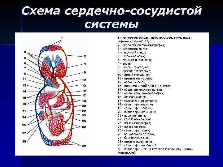 Схема сердечно-сосудистой системы 1 - капилляры головы, верхних отделов туловища и верхних конечностей; 2