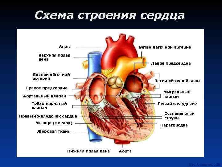 Схема строения сердца Аорта Ветви лёгочной артерии Верхняя полая вена Левое предсердие Клапан лёгочной