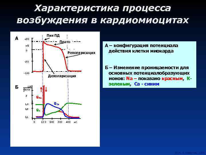 Степенью возбудимости. Изменение возбудимости кардиомиоцитов при возбуждении. Реполяризация кардиомиоцитов это.