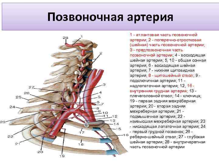 Позвоночная артерия 1 - атлантовая часть позвоночной артерии; 2 - поперечно-отростковая (шейная) часть позвоночной