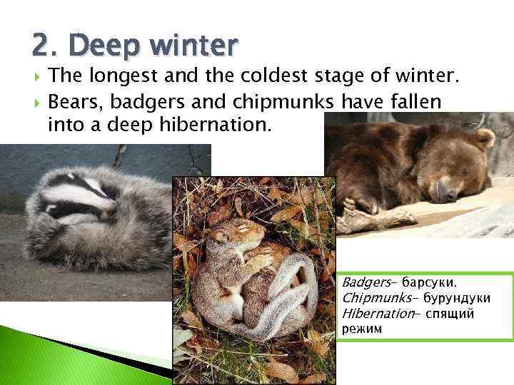 2. Deep winter The longest and the coldest stage of winter. Bears, badgers and