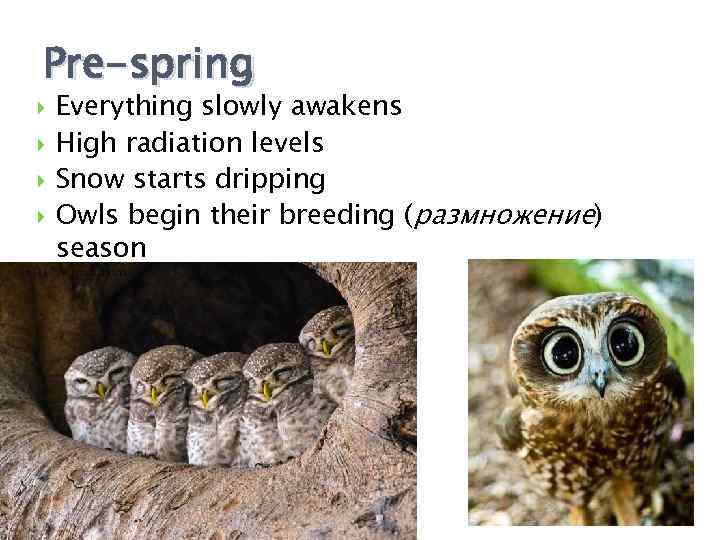 Pre-spring Everything slowly awakens High radiation levels Snow starts dripping Owls begin their breeding