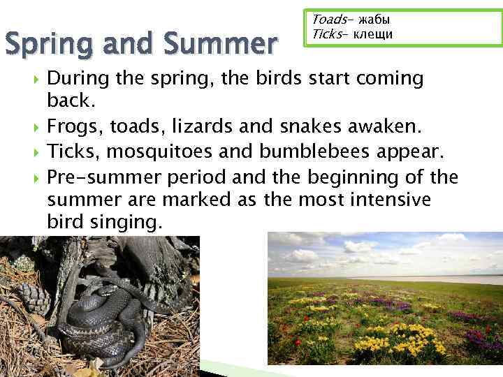 Spring and Summer Toads- жабы Ticks- клещи During the spring, the birds start coming