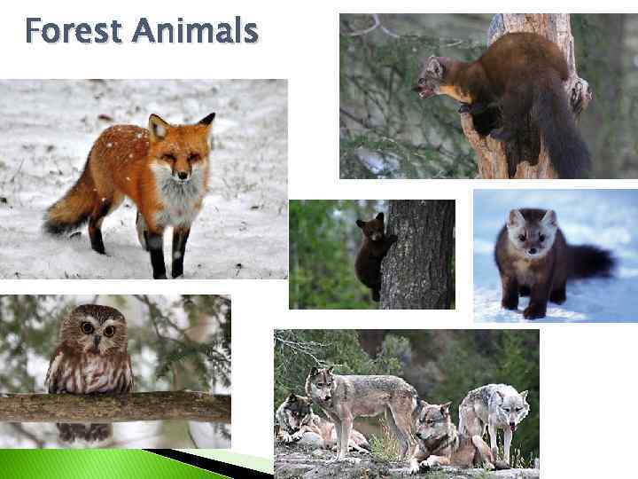 Forest Animals 