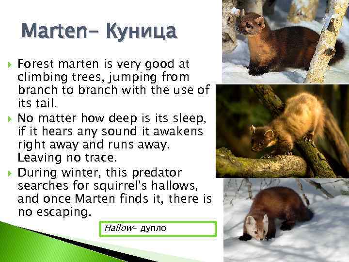 Marten- Куница Forest marten is very good at climbing trees, jumping from branch to