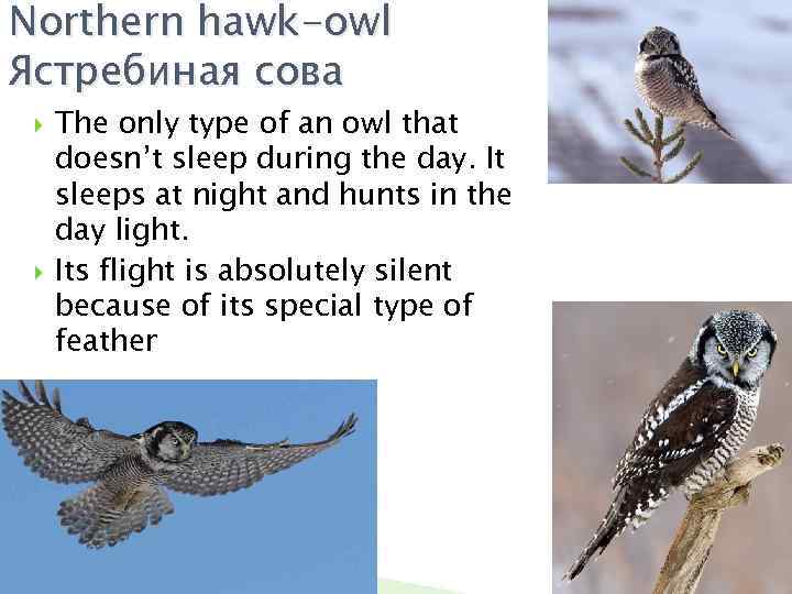 Northern hawk-owl Ястребиная сова The only type of an owl that doesn’t sleep during