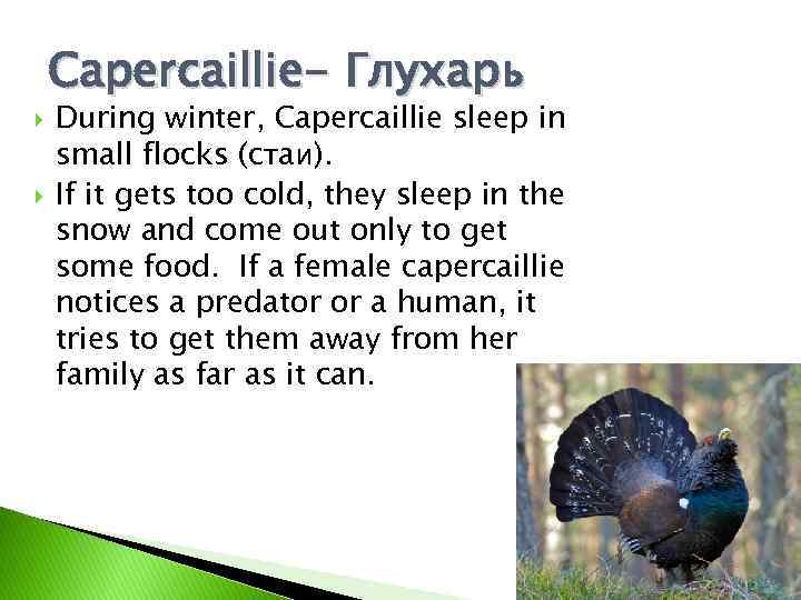 Capercaillie- Глухарь During winter, Capercaillie sleep in small flocks (стаи). If it gets too