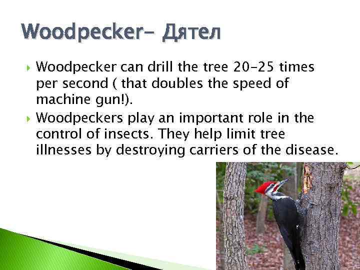 Woodpecker- Дятел Woodpecker can drill the tree 20 -25 times per second ( that