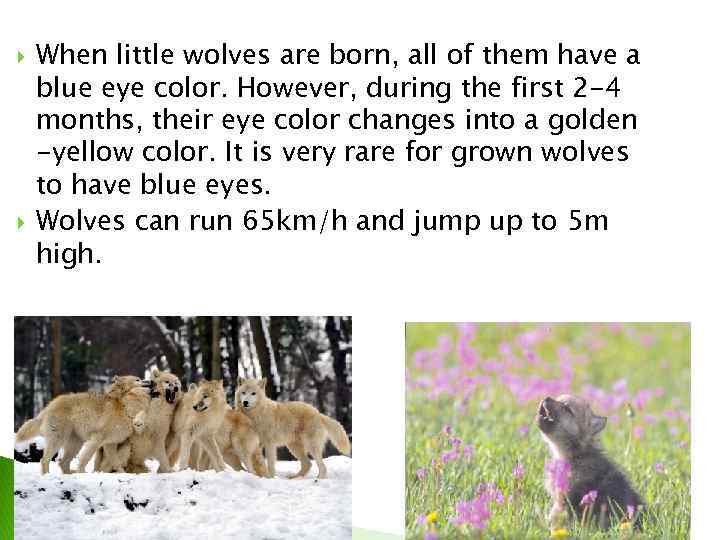  When little wolves are born, all of them have a blue eye color.