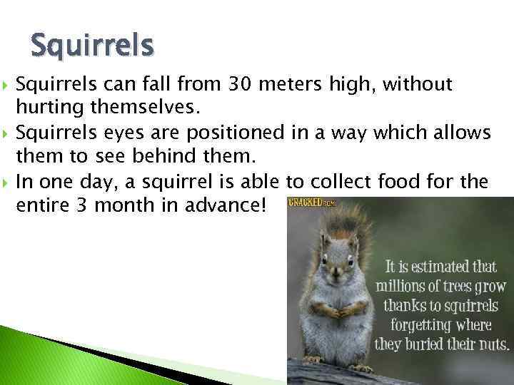 Squirrels can fall from 30 meters high, without hurting themselves. Squirrels eyes are positioned