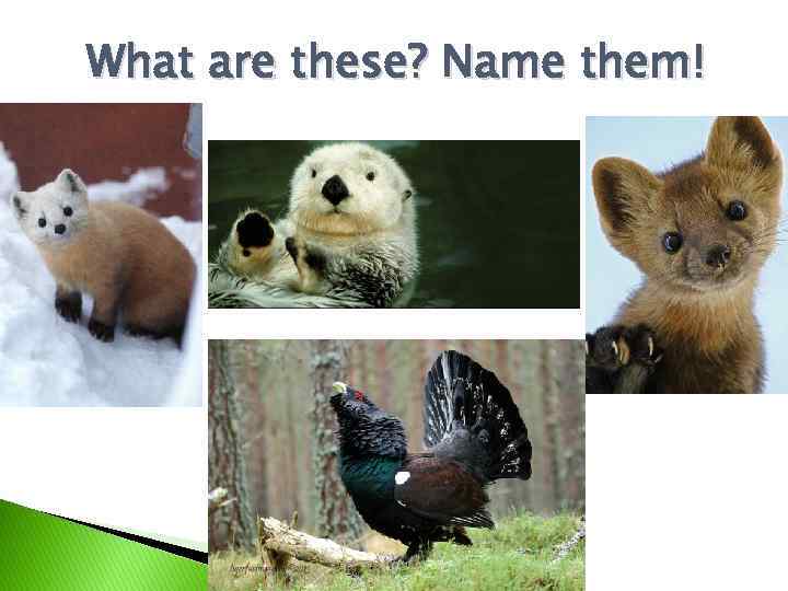 What are these? Name them! 