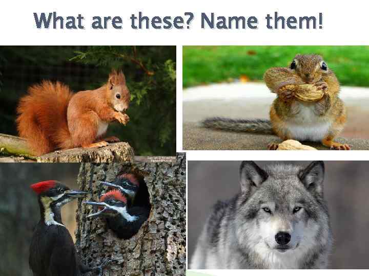 What are these? Name them! 