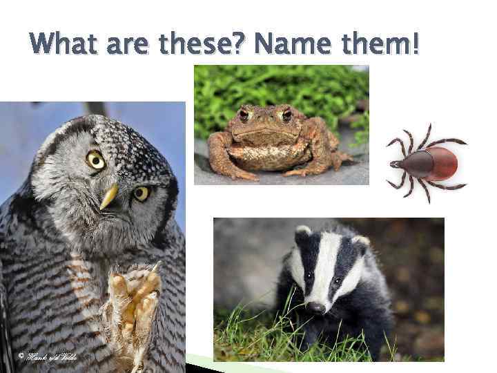 What are these? Name them! 