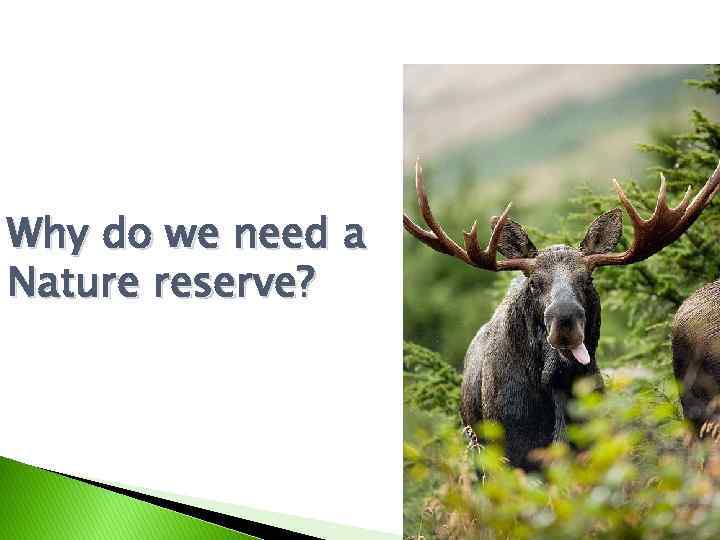 Why do we need a Nature reserve? 
