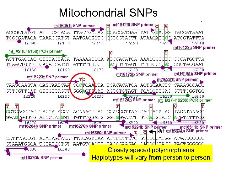 Mitochondrial SNPs Closely spaced polymorphisms Haplotypes will vary from person to person 