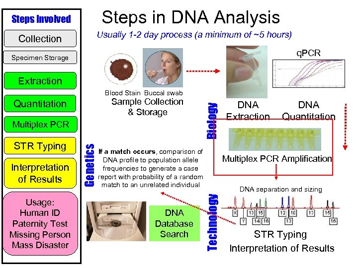 Steps in DNA Analysis Steps Involved Collection Usually 1 -2 day process (a minimum
