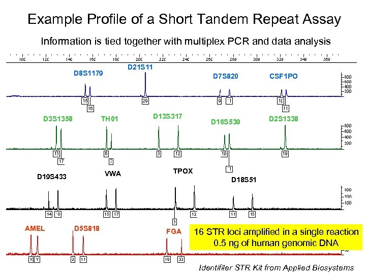 Example Profile of a Short Tandem Repeat Assay Information is tied together with multiplex