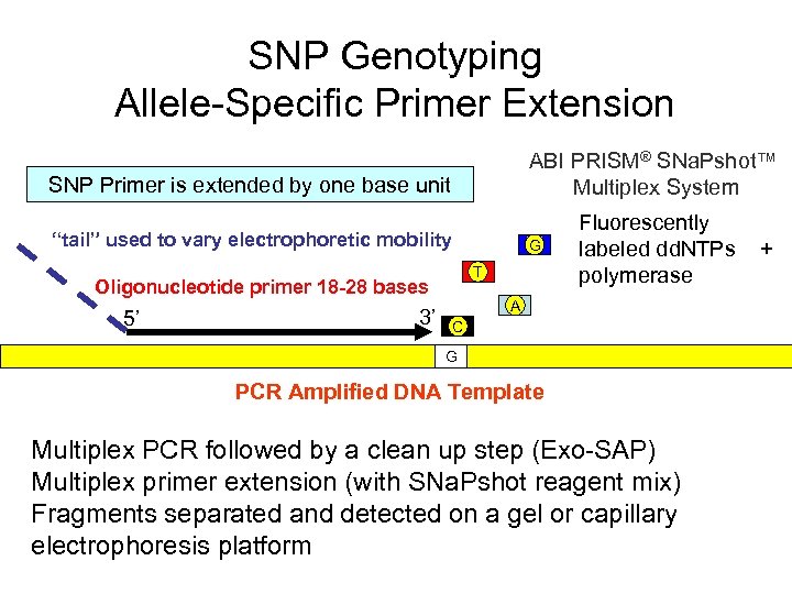 SNP Genotyping Allele-Specific Primer Extension ABI PRISM® SNa. Pshot™ Multiplex System SNP Primer is