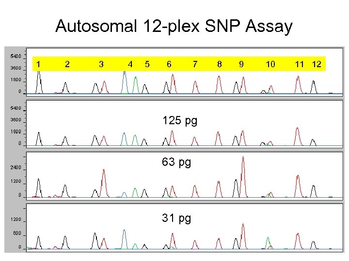 Autosomal 12 -plex SNP Assay 1 2 3 4 5 6 7 250 pg
