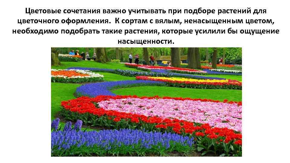 Цветовые сочетания важно учитывать при подборе растений для цветочного оформления. К сортам с вялым,