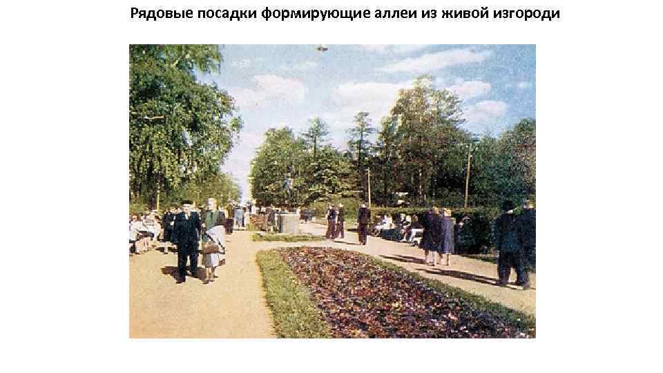 Рядовые посадки формирующие аллеи из живой изгороди 