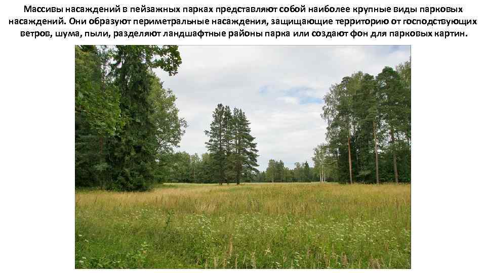  Массивы насаждений в пейзажных парках представляют собой наиболее крупные виды парковых насаждений. Они