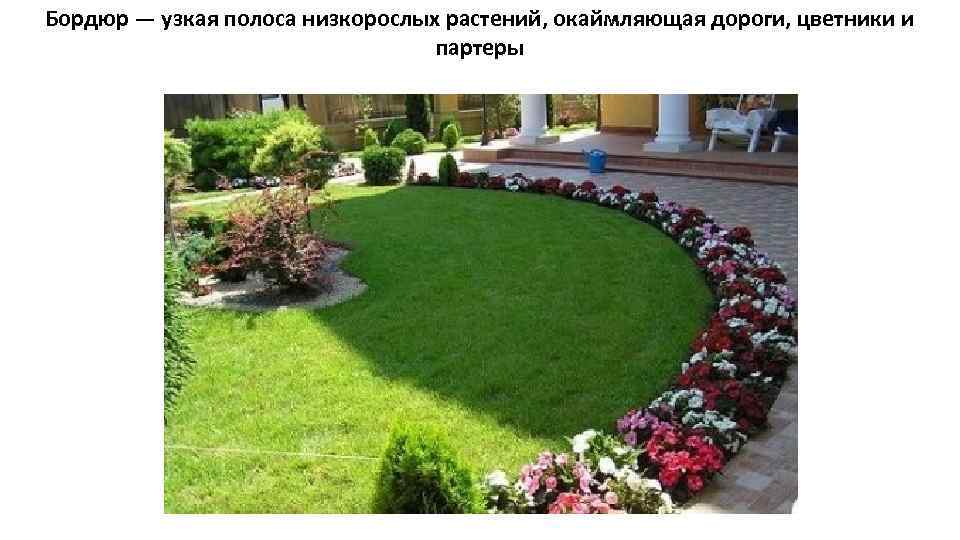 Бордюр — узкая полоса низкорослых растений, окаймляющая дороги, цветники и партеры 