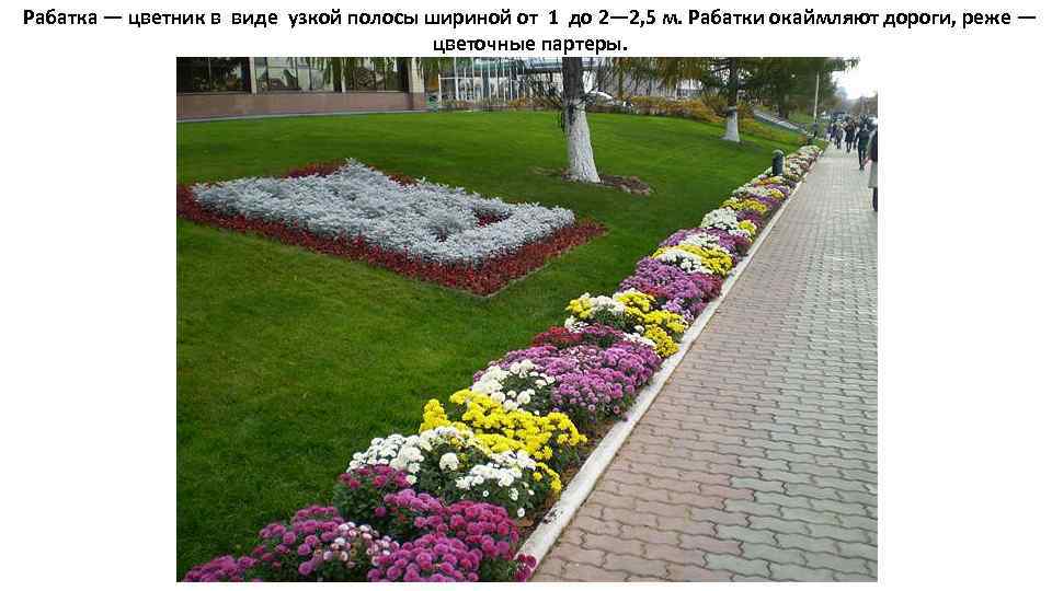 Рабатка — цветник в виде узкой полосы шириной от 1 до 2— 2, 5