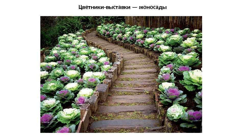 Цветники-выставки — моносады 