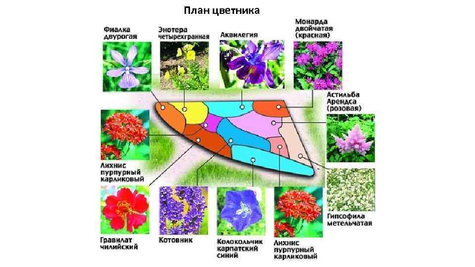 План цветника 