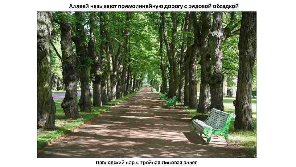Аллеей называют прямолинейную дорогу с рядовой обсадкой Павловский парк. Тройная Липовая аллея 