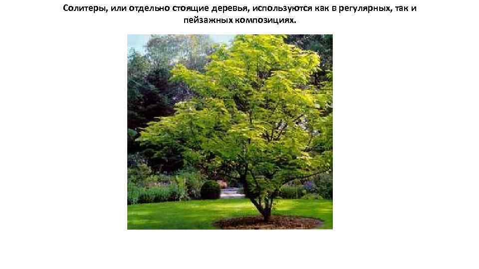 Солитеры, или отдельно стоящие деревья, используются как в регулярных, так и пейзажных композициях. 
