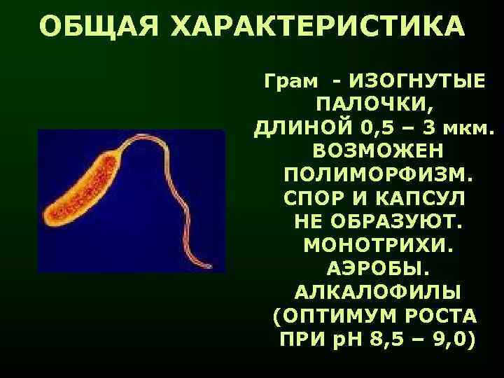 ОБЩАЯ ХАРАКТЕРИСТИКА Грам - ИЗОГНУТЫЕ ПАЛОЧКИ, ДЛИНОЙ 0, 5 – 3 мкм. ВОЗМОЖЕН ПОЛИМОРФИЗМ.