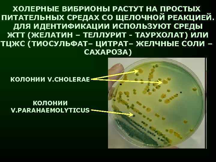 К эукариотам относятся кишечная палочка амеба холерный