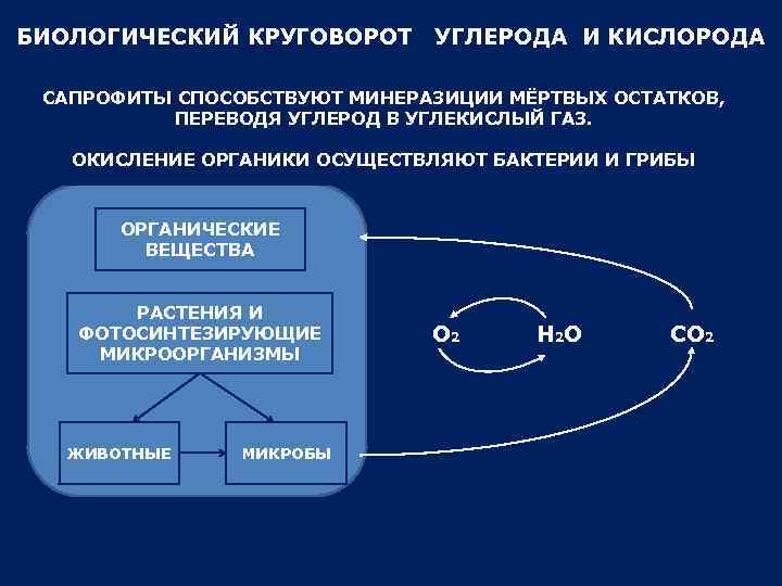 БИОЛОГИЧЕСКИЙ КРУГОВОРОТ УГЛЕРОДА И КИСЛОРОДА САПРОФИТЫ СПОСОБСТВУЮТ МИНЕРАЗИЦИИ МЁРТВЫХ ОСТАТКОВ, ПЕРЕВОДЯ УГЛЕРОД В УГЛЕКИСЛЫЙ