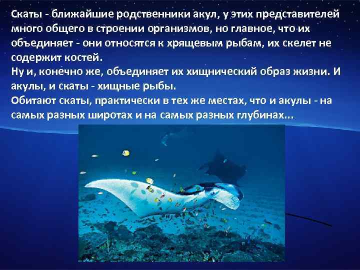 Скаты - ближайшие родственники акул, у этих представителей много общего в строении организмов, но