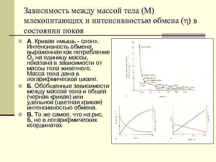Зависимость между массой тела (М) млекопитающих и интенсивностью обмена (η) в состоянии покоя n
