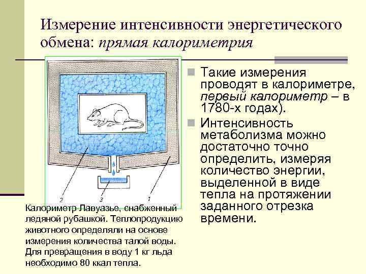 Измерение интенсивности энергетического обмена: прямая калориметрия n Такие измерения Калориметр Лавуазье, снабженный ледяной рубашкой.