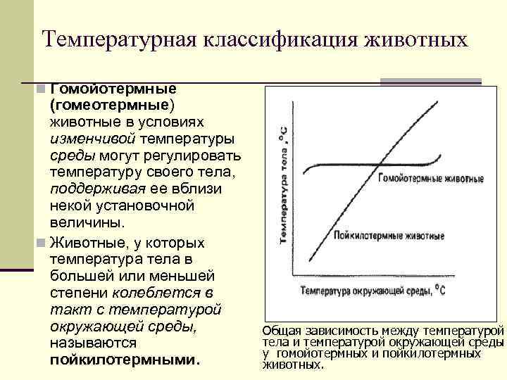 Температурная классификация животных n Гомойотермные (гомеотермные) животные в условиях изменчивой температуры среды могут регулировать