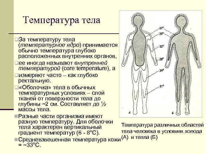 Зависимость температуры тела