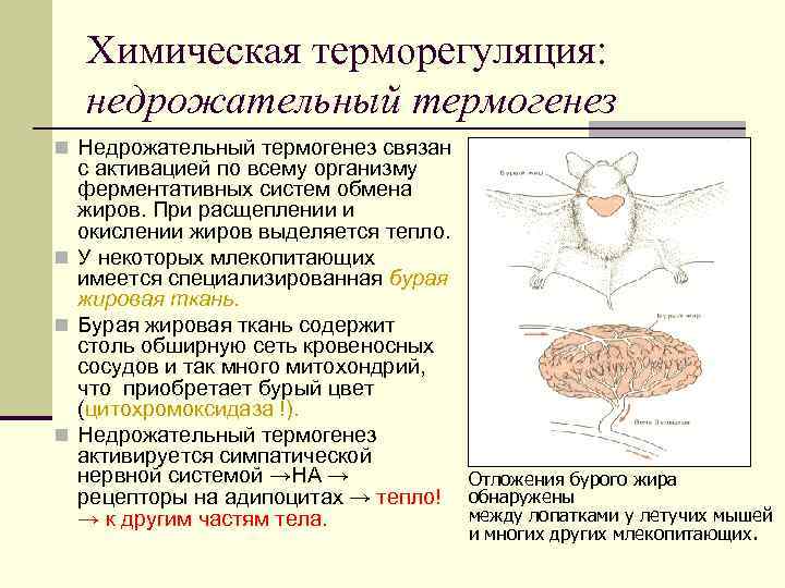 Химическая терморегуляция: недрожательный термогенез n Недрожательный термогенез связан с активацией по всему организму ферментативных