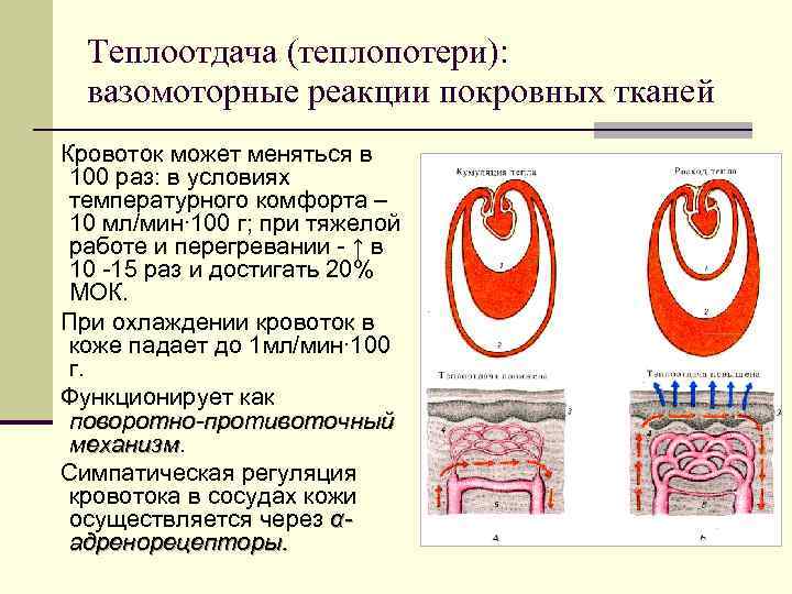 Теплоотдача (теплопотери): вазомоторные реакции покровных тканей Кровоток может меняться в 100 раз: в условиях