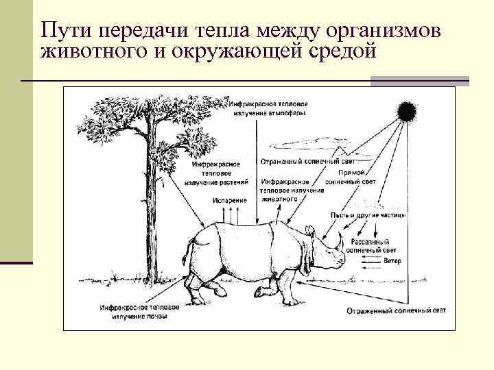 Пути передачи тепла между организмов животного и окружающей средой 