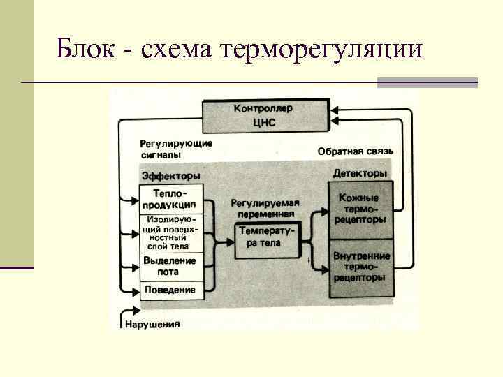 Блок - схема терморегуляции 