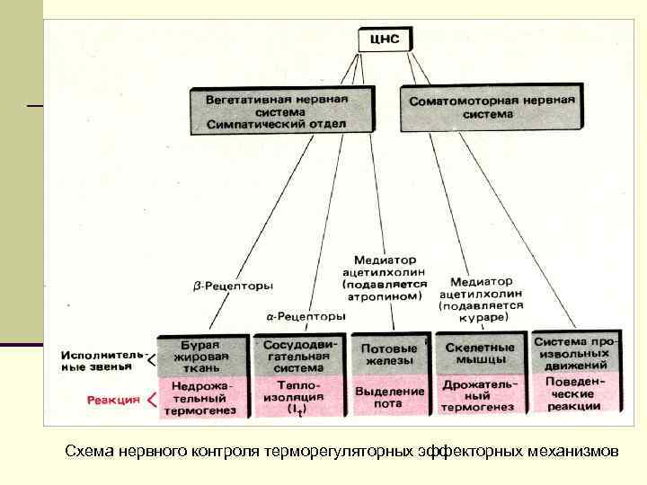 Схема нервного контроля терморегуляторных эффекторных механизмов 