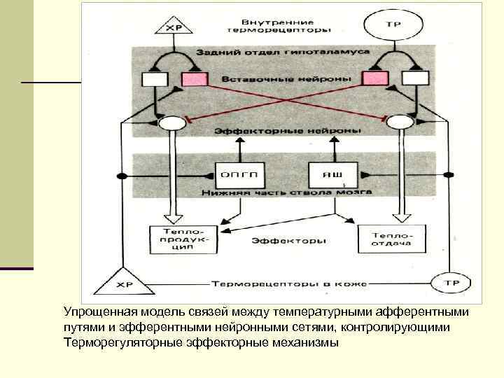 Упрощенная модель связей между температурными афферентными путями и эфферентными нейронными сетями, контролирующими Терморегуляторные эффекторные