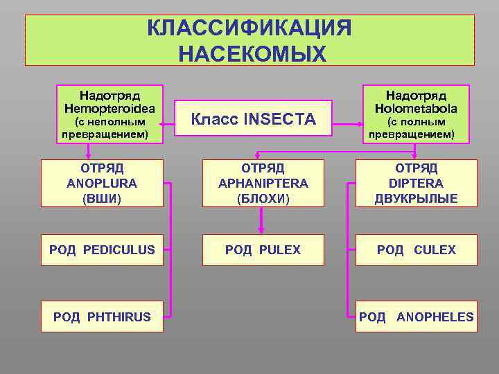 Систематика насекомых схема