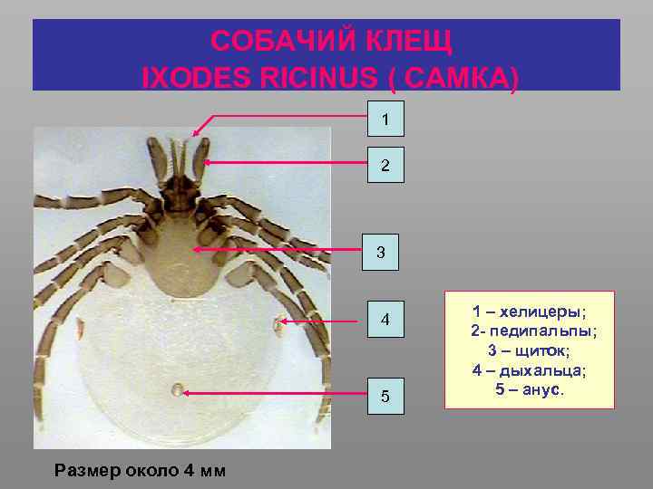 Хелицеры и педипальпы паука рисунок