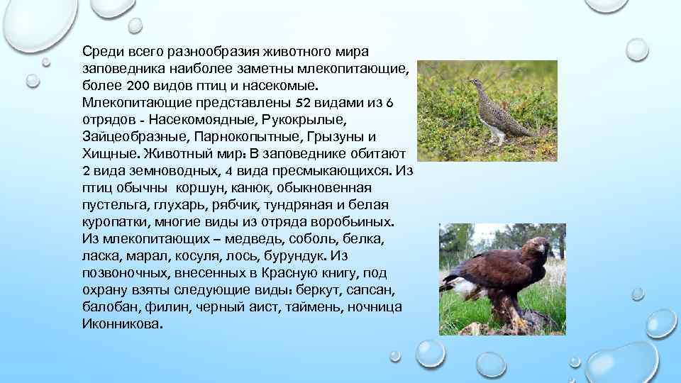 Среди всего разнообразия животного мира заповедника наиболее заметны млекопитающие, более 200 видов птиц и