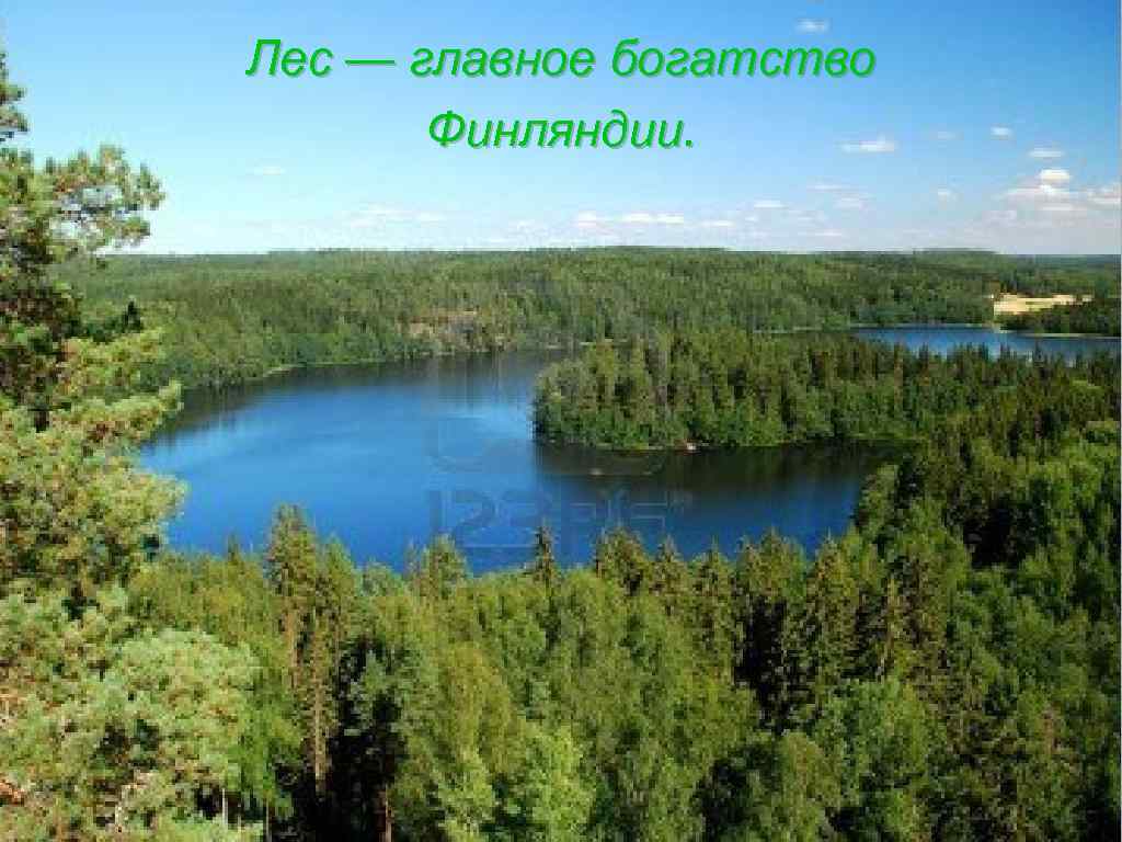 Лес — главное богатство Финляндии. 